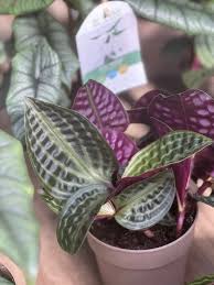 Image result for Fadogia gossweileri