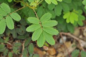 Image result for Mimosa diplotricha