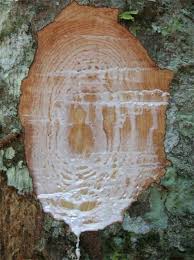 Image result for Chrysophyllum