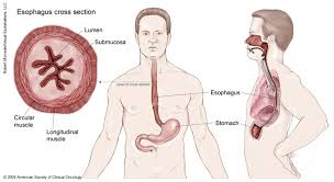 View All Pages Cancer Net