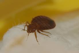 Bed bugs live off only blood—like mosquitoes do. Pest Control Bed Bug Extermination Cost Clifton Nj