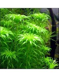 Image result for Syngonanthus