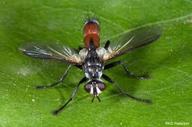 Image result for Rytigynia sp. M