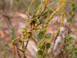 Image result for Cassytha