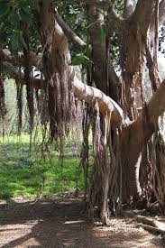 Image result for Ficus obliqua