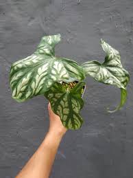 Image result for Cercestis