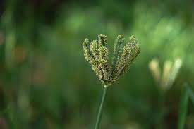 Image result for Eleusine africana