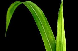 Leaves Of A Maize Plant Credit Hhu Margaret Bezrutczyk In 2021 Maize Plant Photosynthesis Distinguish Between