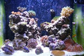 The 2hr aquarist's comprehensive guide on aquascaping styles practiced for the advanced planted aquarium. Re Aquascaping Any Ideas Large Reef Journals Nano Reef Community