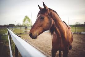 Images De Cheval 41 344 Vecteurs Photos Et Psd Gratuits Pour autant, ce n'est pas exempte de règles ! images de cheval 41 344 vecteurs