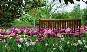 Auch auf baumscheiben sind krokusse sehr dekorativ. Wann Pflanzt Man Tulpen Hyazinthen Narzissen Co Haushaltstipps Und Gartentipps