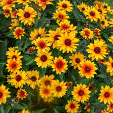 Image result for Aspilia helianthoides