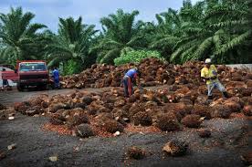 Pengusahaan kelapa sawit kini menyerap lebih dari 4,5 juta tenaga kerja di sektor on farm. Mengapa Kelapa Sawit Begitu Berkembang Di Indonesia Semua Halaman National Geographic