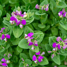 Image result for Polygala youngii