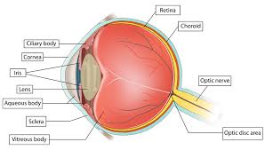 To seal a retinal tear). What Are Retinal Tears Or Detachments And What Should I Do Natural Eye Care Blog News Research On Vision