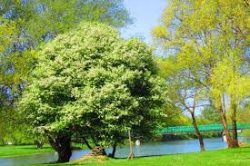 Image result for Prunus serotina