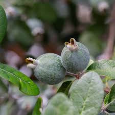 Image result for Feijoa sellowiana