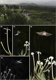 Image result for Habenaria rhopalostigma