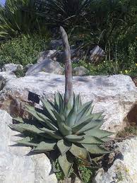 Image result for Asparagaceae