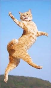 Yang hitam tajam dan pekat, sementara yang putih terlihat bersih. 87 Allah Ideas Anak Haiwan Kucing Parsi Gambar Lucu