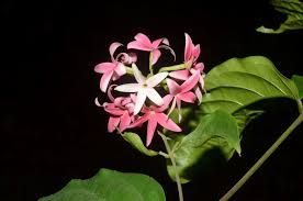 Image result for Combretum fuscum