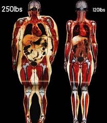 Over 28,939 inside body pictures to choose from, with no signup needed. 12 Inside Human Body Ideas Human Body Science And Nature Science Nature