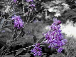 Black And White Picture With Color Accents Purple Flower On Black And White Black And White Flowers Color Splash Purple Color Splash