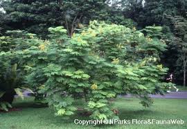 Image result for Caesalpinia sappan