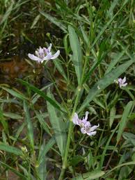 Image result for Justicia scandens