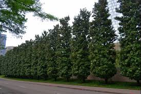 Ecologists fight against industrial tree plantations. Tree Species Diversity A Forest S Best Asset Arborilogical