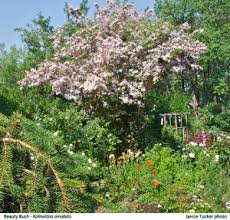 Image result for Kolkwitzia amabilis