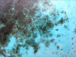 Paper is its favorite food, but it can also grow well on wood, cardboard, particleboard, straw and drywall. Is Black Mold Dangerous Mold Removal Drywall Repair Topics