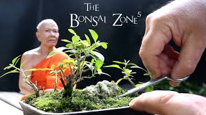 My Smallest Trees The Bonsai Zone June 2018 Youtube
