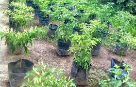 Sayuran cili menjadi salah satu ramuan dalam kebanyakan resepi masakan mampu hidup lebih subur didalam pasu sekiranya ditanam mengikut kaedah jarak tanaman adalah 5 cm antara baris dan 2 cm antara pokok. Menanam Cabai Rawit Di Pot Atau Polybag 99daun