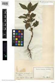 Image result for Leucas martinicensis