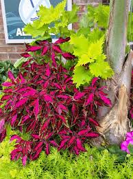 Image result for Coleus guerkei