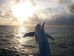 Dolphin Encounter Clear Water Dolphin Tours Clearwater Beach