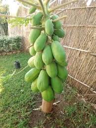 Some fruit trees can be shipped to you at home, while others can be picked up in store. Wq30pa9z9zdvzm