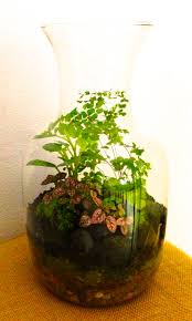 Terrarium With Ferns Polka Dot Plant And Baby Tears Terrarium Terrarium Plants Plants