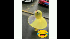 кап кап тук тук тук по стеклу раздался стук Kap Kap Tuk Tuk Tuk Tuk Tuk