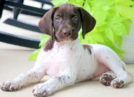 In the past, hunters would carry several different breeds to the field with each serving a. German Shorthaired Pointer Puppies For Sale Puppy Adoption Keystone Puppies