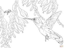 Hummingbird coloring pages for adults at getdrawings com hummingbird coloring page images stock photos vectors best coloring book hummingbird cute cat pages snack magic hummingbird coloring pages coloring rocks hummingbird coloring page lucy learns humming bird pages new coloring pages book for kids beautiful photos free. Bee Hummingbird Coloring Page Free Printable Coloring Pages Coloring Home