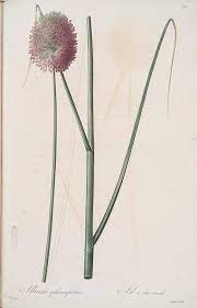 Allium Sphaerocephalon Id 1155638 Nypl Digital Gallery Allium Sphaerocephalon Language Of Flowers Botanical Illustration