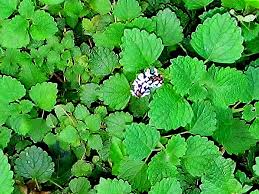 Image result for Coleus hadiensis