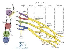 Brachial Plexus Overview Branches Brachial Plexus