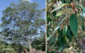 Image result for Croton gratissimus