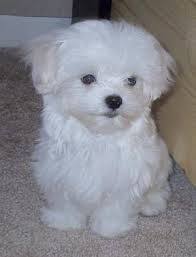 Puppies That Stay Small Online