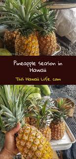 Pineapples have indeed for a long time been a symbol of hawaiʻi but they are not native to the hawaiian islands. Pineapple Season In Hawaii This Hawaii Life