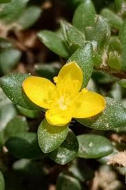 Image result for Portulaca quadrifida