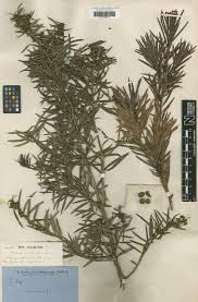 Image result for Eriosema tisserantii